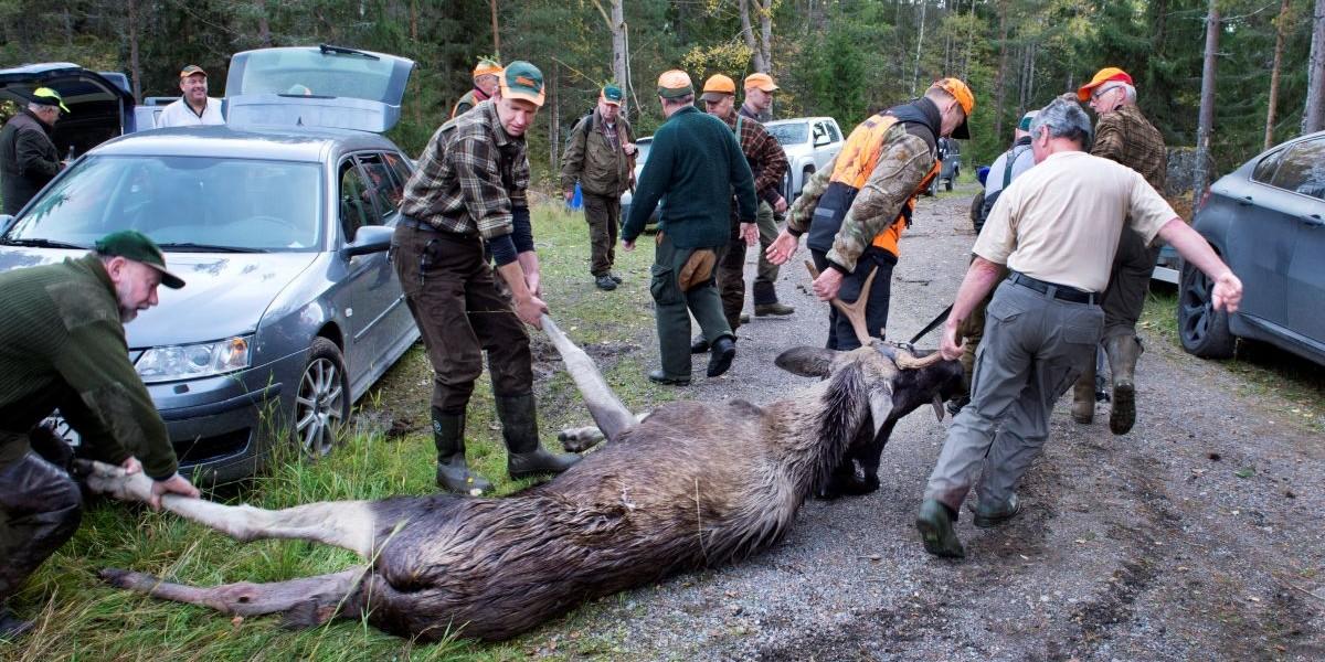 Älgen kan bli rödlistad i Sverige