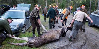 Älgen kan bli rödlistad i Sverige