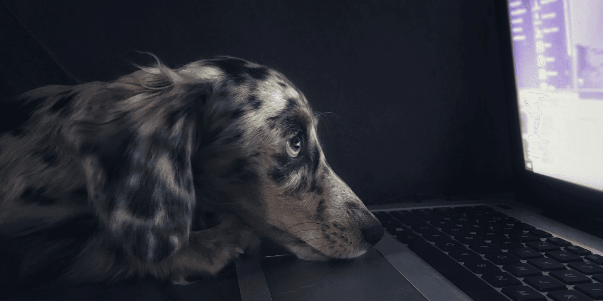 AI kan vara stöttande i att diagnostisera din hund. (Foto: Kyle Hanson on Unsplash)