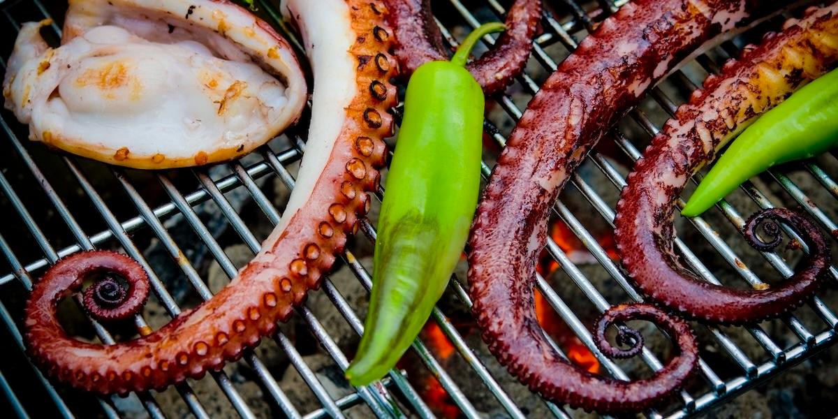 Bläckfisk i haven nära dig inom kort? Arter kommer och går när klimatet värms upp.