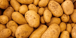 Så lagrar du potatis som en riktig bonde