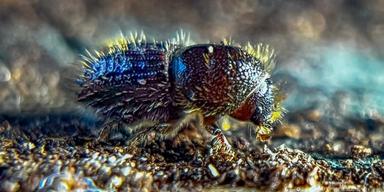 Granbarkborren stället till problem men insekten kan bekämpas på olika sätt.