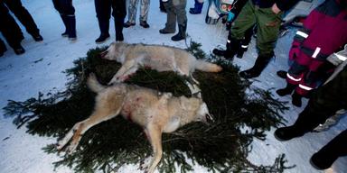 Satsar stort på färre vargar i Sverige