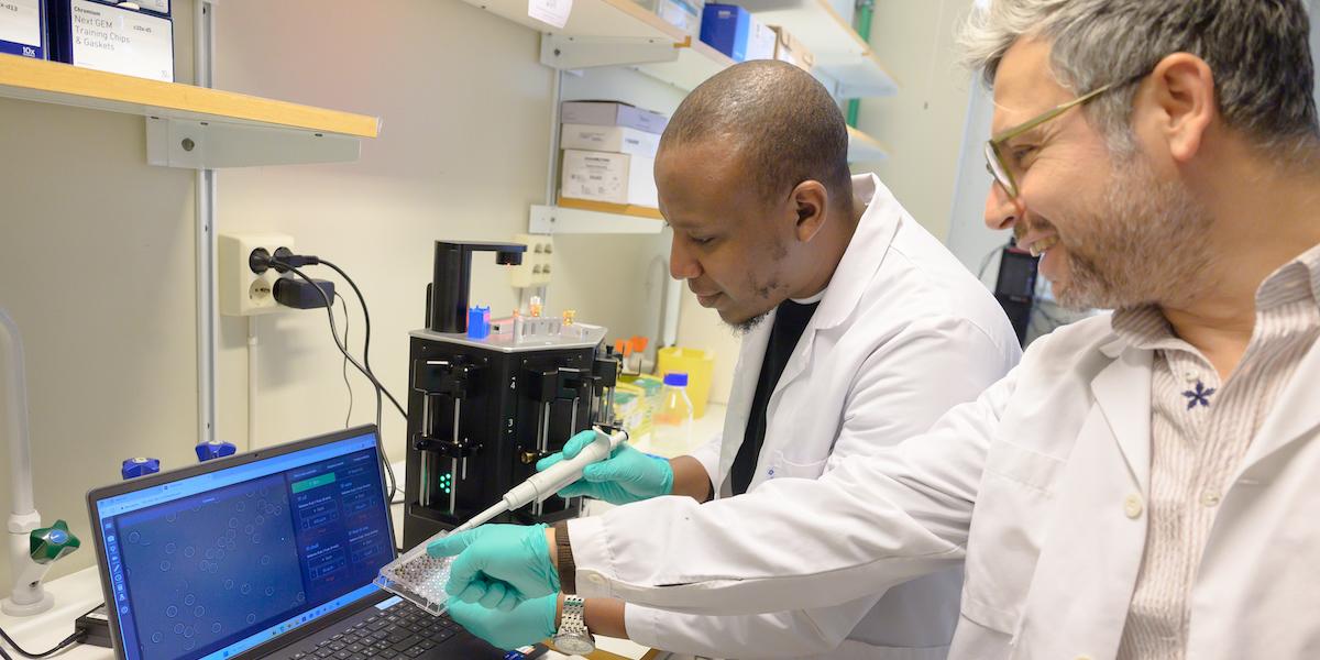 Joram Waititu, till vänster, och Kemal Avican, till höger arbetar tillsammans i Avican-labbet vid institutionen för molekylärbiologi, Umeå universitet. Deras forskning visar på nya sätt att bekämpa långvariga infektioner. (Foto: Gabrielle Beans)