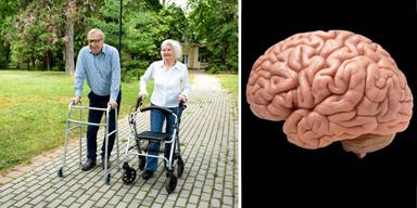 Ett äldre par med rullatorer går en promenad och en modell av en hjärna. Promenader minskar risken att drabbas av Alzheimers och det gäller oavsett hur snabbt du går