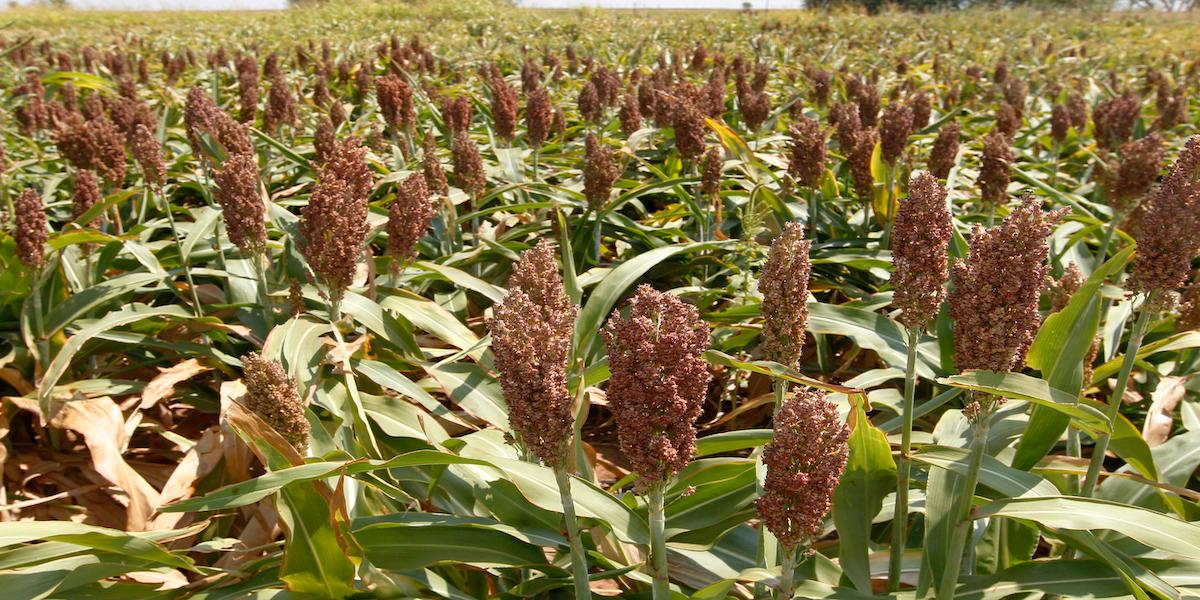sorghum