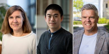 Forskarna bakom en ny behandling mot cancer. Till vänster Gunilla Enblad professor vid Uppsala universitet och överläkare vid Akademiska sjukhuset. I mitten forskaren Di Yu och till höger Magnus Essand, professor vid Uppsala universitet