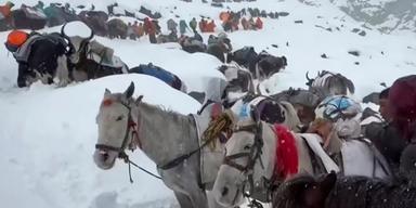 Bybor med oxar och hästar tar sig uppför berget under räddningsinsatsen för att nå hundratals vandrare som fastnat i snön på Mount Everest. (