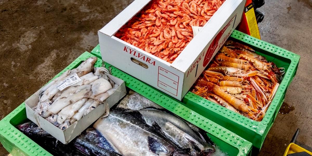 Ett varmare klimat kan leda till större mängder nervgift i fisk och skaldjur.