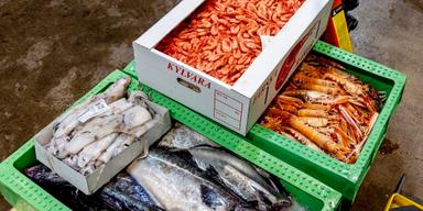 Ett varmare klimat kan leda till större mängder nervgift i fisk och skaldjur.