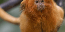 Aporna försvann spårlöst 2015 – nu hittas en i ett vardagsrum