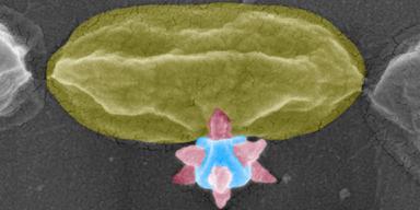 Upptäckt hos Chalmers får global betydelse