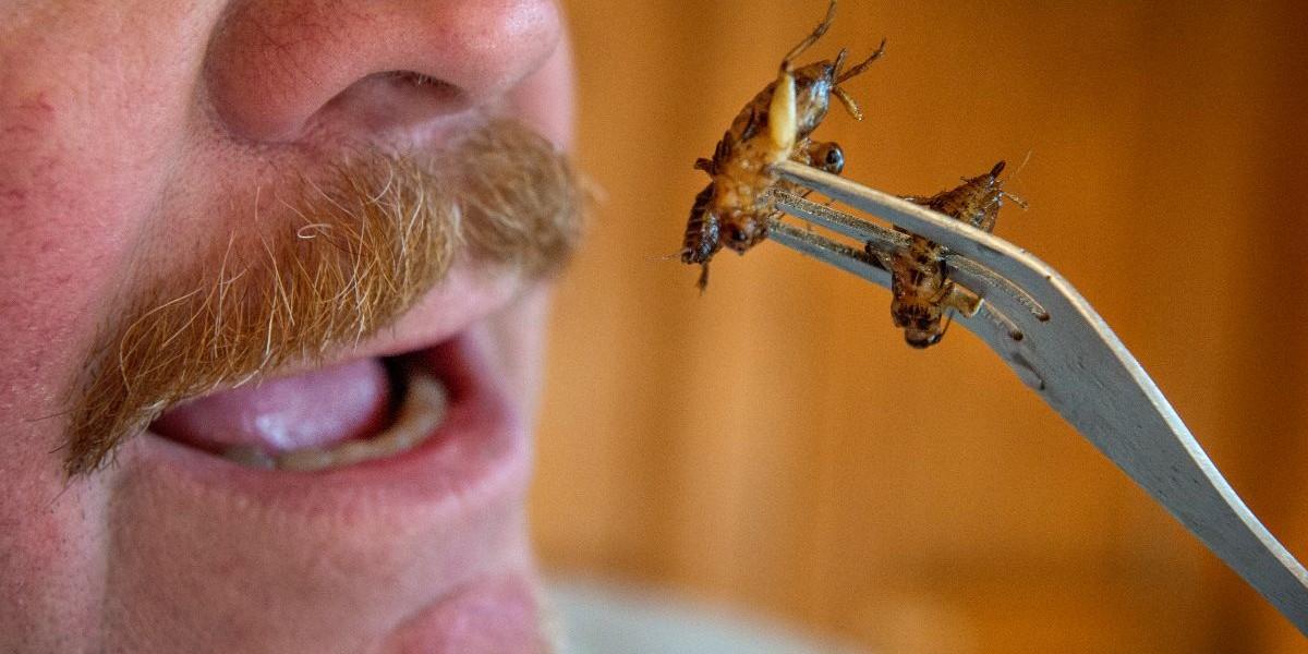 Insektsfabrik i konkurs efter förlust på 850 miljoner