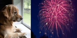 Hundexperten chockar: Detta kan lugna din hund på nyår