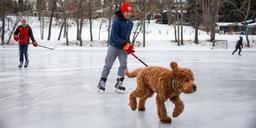 ”Doodlemania” – omsätter miljarder och utmanar hundvärlden