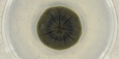 Cladosporium sphaerospermum