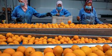 Forskarna avlivar myten om C-vitamin för att stoppa förkylningar