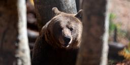 Så blir björnar snällare – och mindre