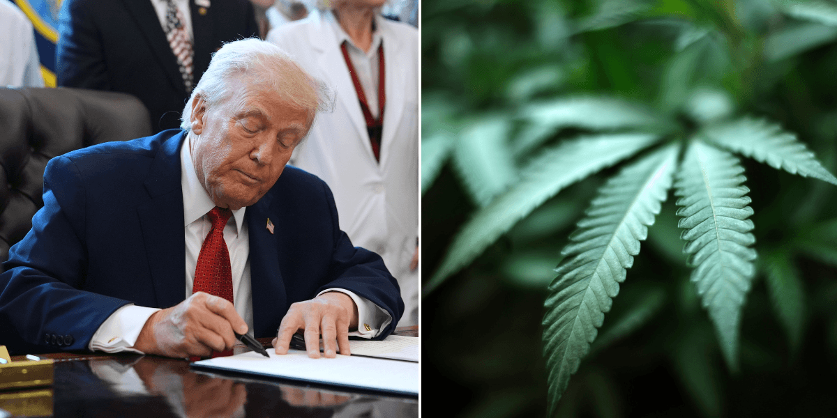 Trump Cannabis
