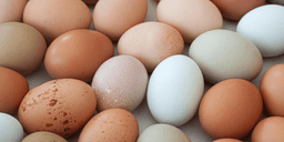 Det ingen berättar om äggens färg