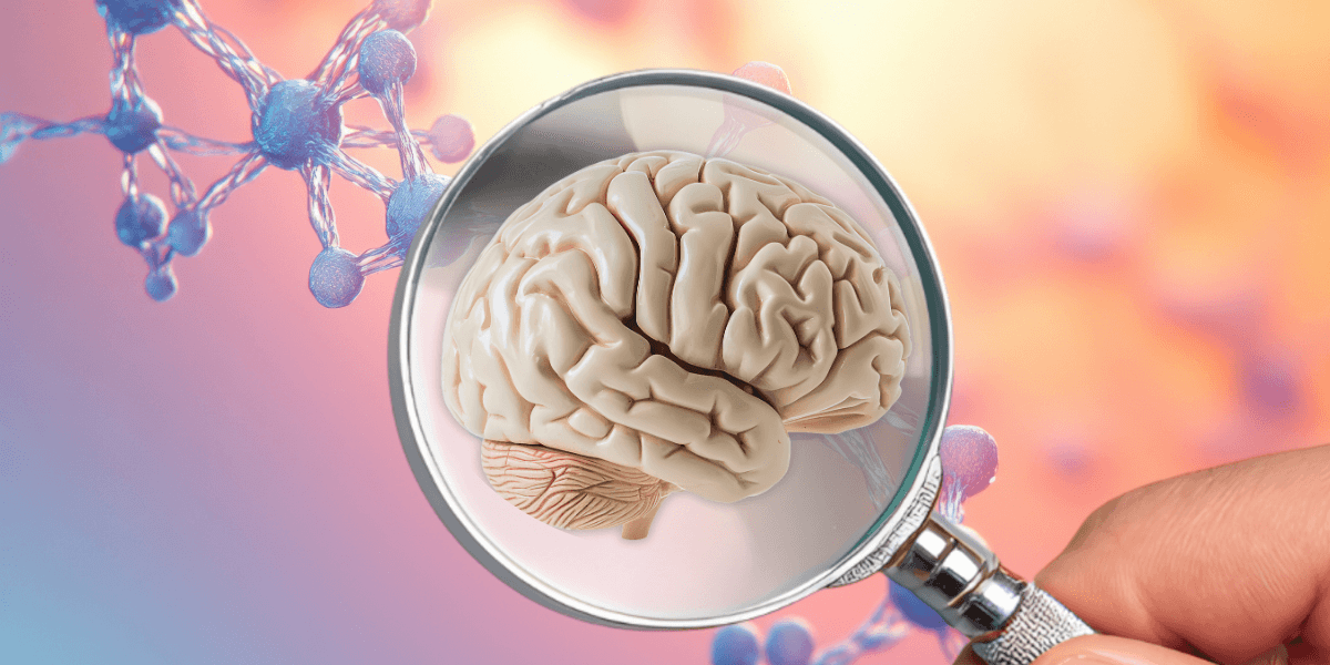 Ett omfattande forskningsprojekt har gett nya insikter om vår hjärna. (Kollage: Canva / Edvard Lundkvist)