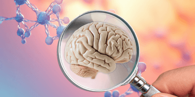 Ett omfattande forskningsprojekt har gett nya insikter om vår hjärna. (Kollage: Canva / Edvard Lundkvist)