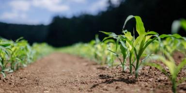 Det slutade i konkurs för Cinis och ännu en grön satsning är över