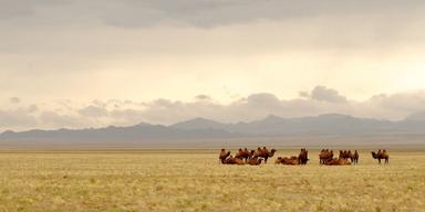 Gobiöknen var tidigare betydligt frodigare än vad den är idag, men med forskning kan vi planera bättre för framtidens klimat.