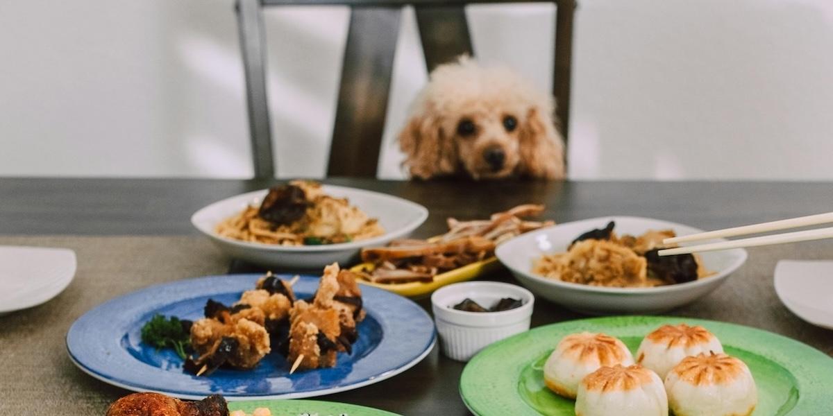 Många hundar är kräsna när det gäller maten.