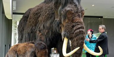 En mammut, trodde man på muséet, tills ett DNA-test avslöjade sanningen.