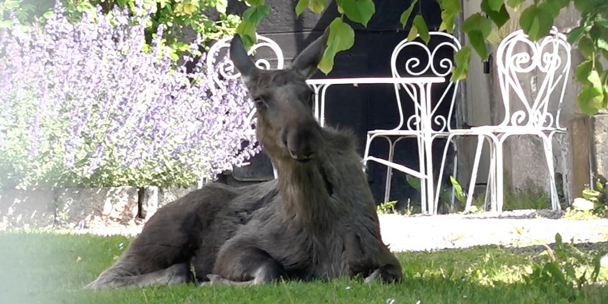 Älg