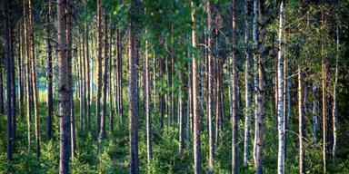 skog LRF