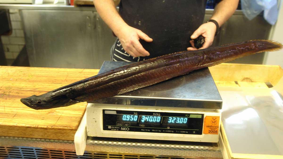Att ålen snart är utrotningshotad hindrar inte fiskhandlare att sälja fisken och kunder från att köpa den. (Foto: TT)