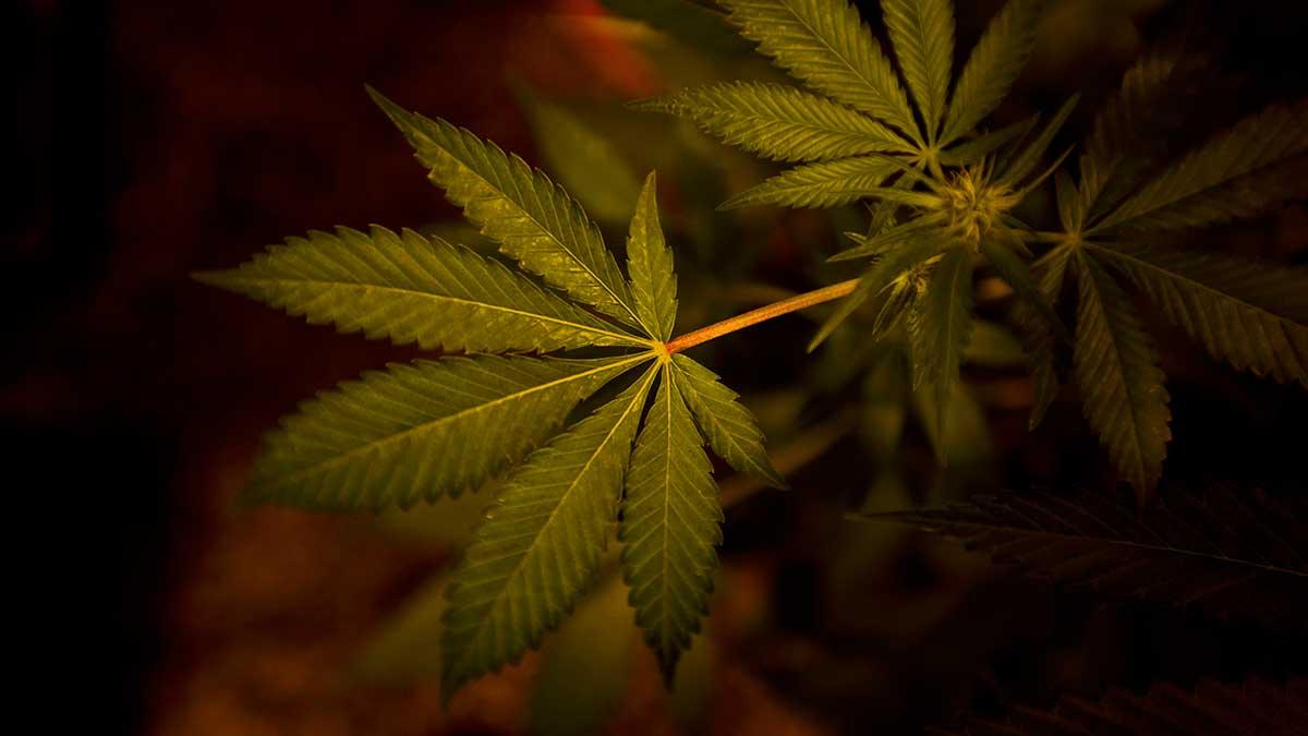 Statliga AP7-fonden har investerat i två kanadensiska cannabisbolag