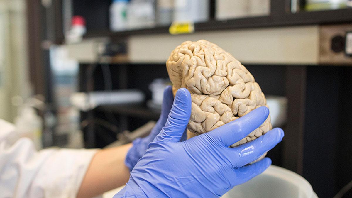 Produktionen av nya hjärnceller upphör INTE hos äldre