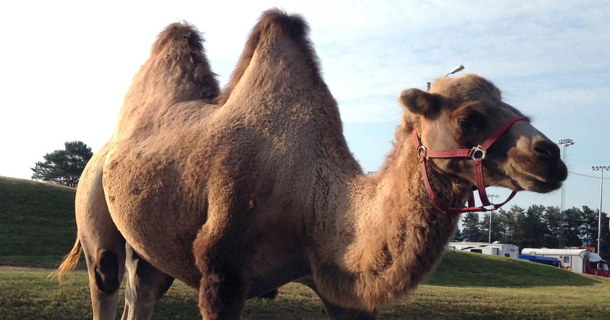 En kamel