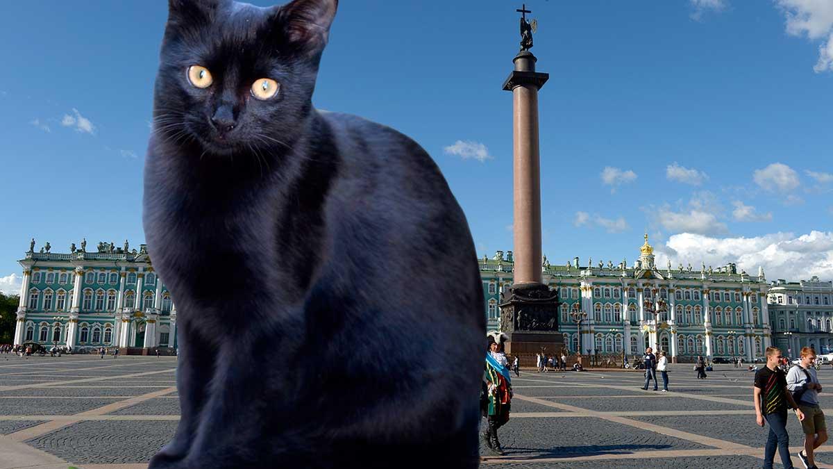 Katter ingår i specialstyrkan som vaktar Sankt Petersburgs konstskatt. (Foto: TT / montage)