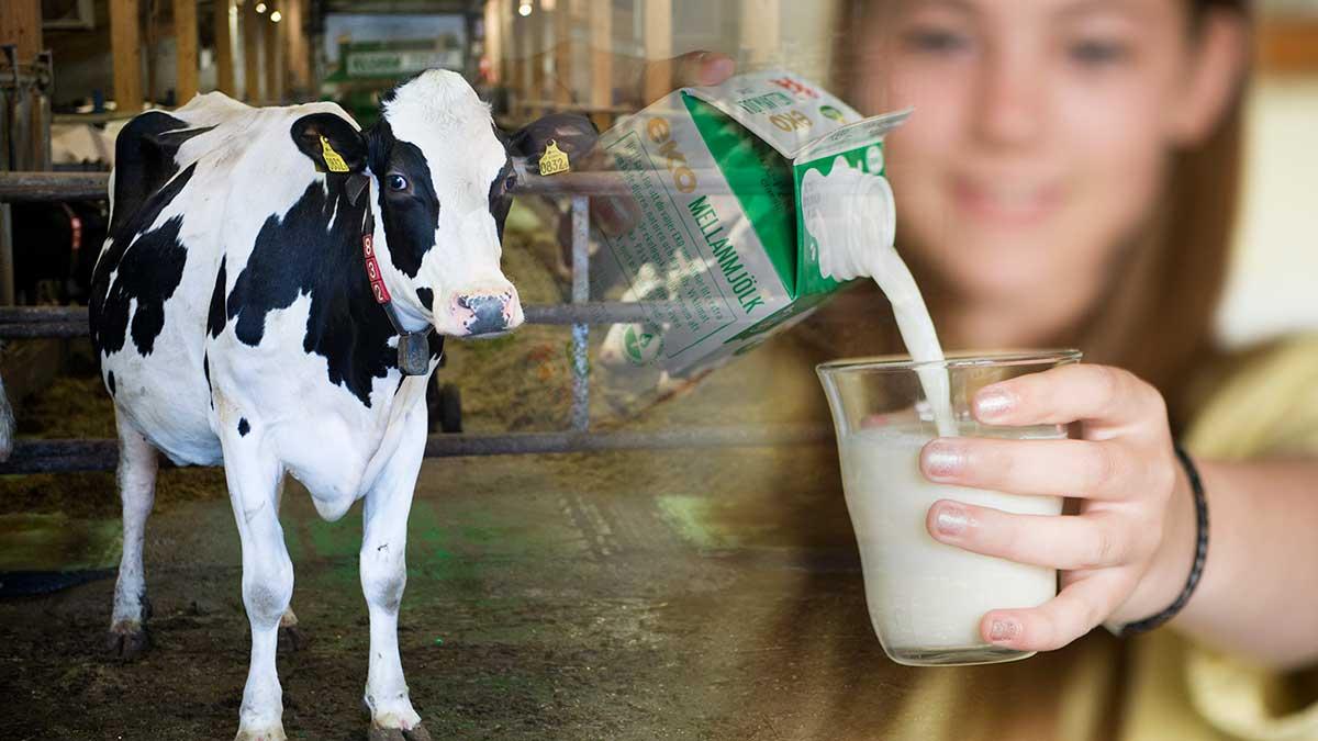 Mjölkjätten Arla förvånas över debattartikeln om kopplingen mellan vit mjölk och rasism. (Foto: TT / Montage)