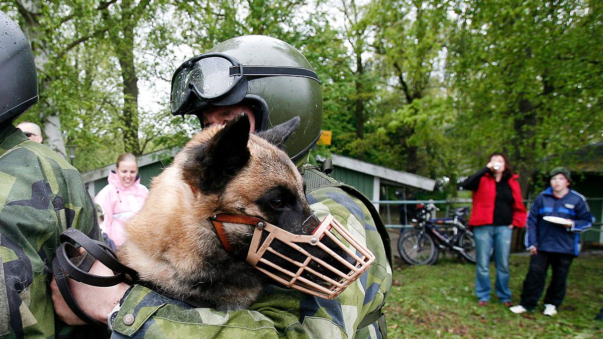 Sveriges försvarsmakt har köpt schäferhundar för i snitt 210.000 kronor per hund. Bilden är tagen i ett annat sammanhang. (Foto: TT)