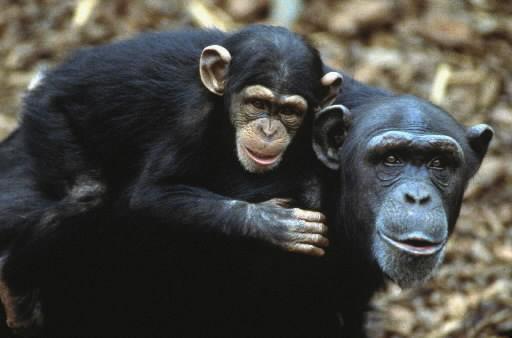 schimpanser