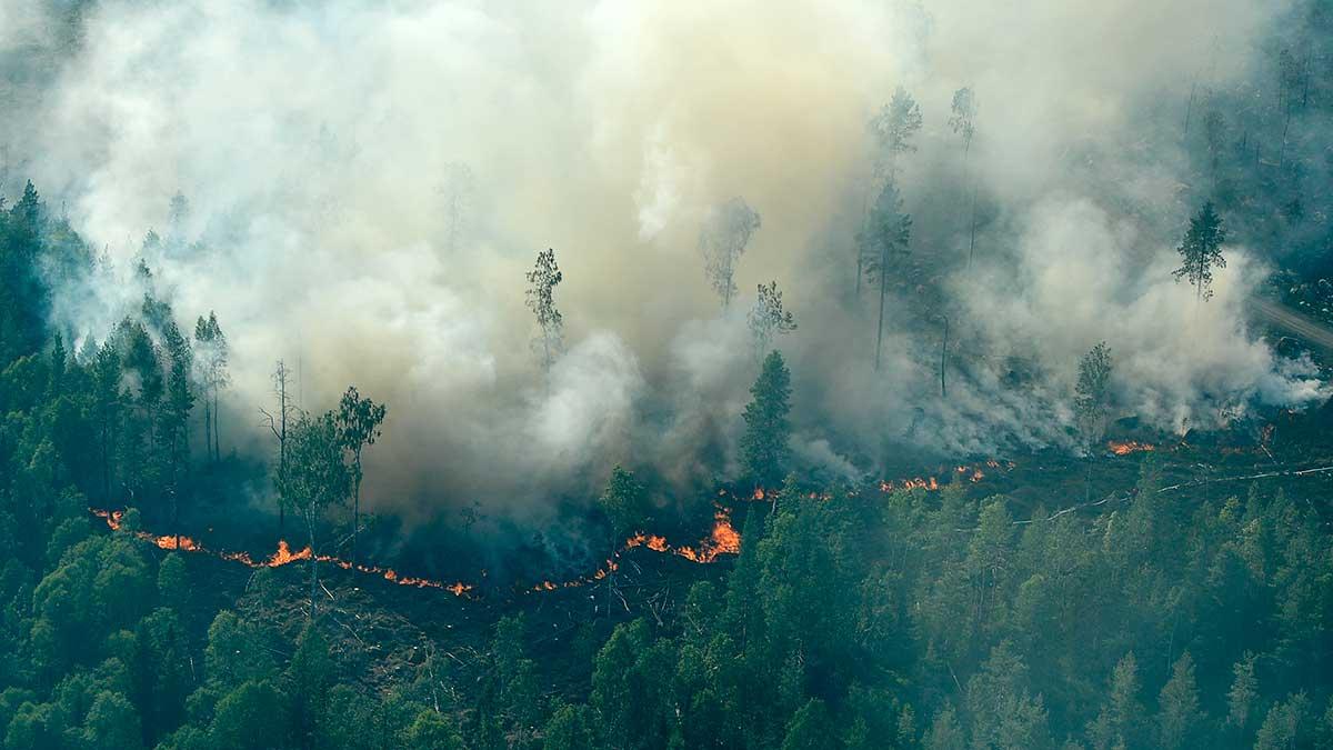 Sverige har plågats av skogsbränder hela veckan. (Foto:TT)