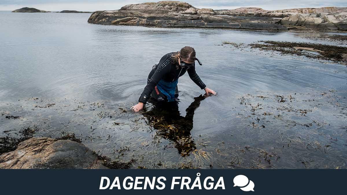 dagens-fråga-miljögifter-östersjön