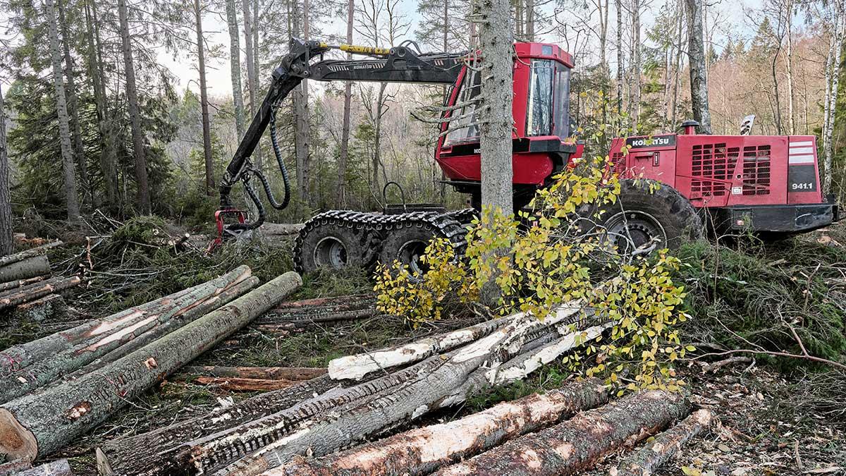 Dagens industri rapporterar att skogsbolagen påverkas negativt då tjälen i marken behövs för bolagens tunga skogsmaskiner, som annars riskerar att skada skog och mark. (Foto: TT)