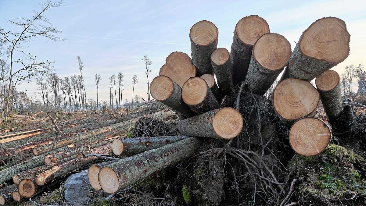 Den svenska skogsindustrin ligger illa till då timmerlagren är de största sedan 2008 och nu kan nästa smäll komma med coronaviruset som får Kinas ekonomi att bromsa in, skriver Di. (Foto: TT)