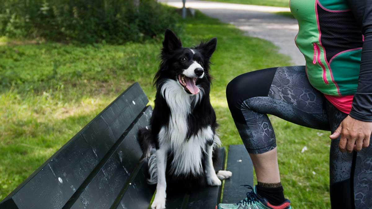 Hela 98 procent av hundägarna svarar att de är lyckliga i undersökningen. Förutom dagliga promenader är möjligheterna goda att motionera och träna tillsammans med sin bästa vän. (Foto: TT)