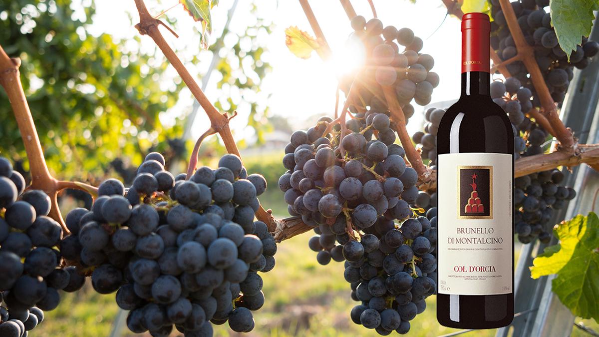 Tidningen Wine Spectator ger höga poäng till vin från berömt italienskt distrikt. (Foto: David Köhler/Unsplash)
