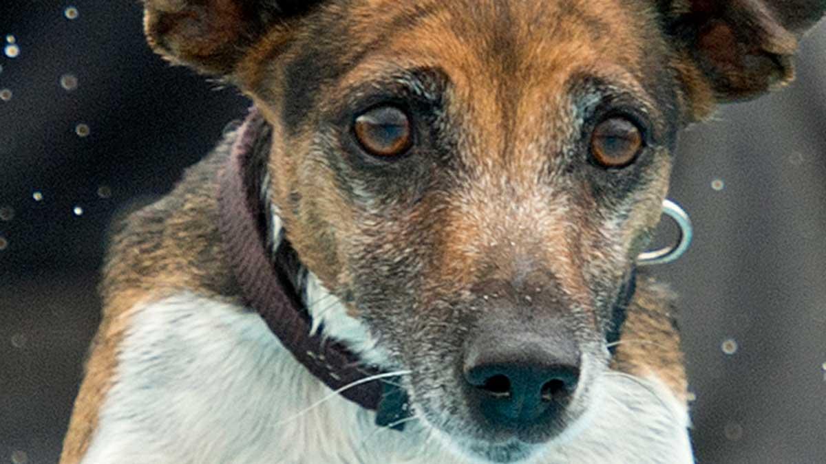 Dagens PS krönikör Pieter Tham glömmer aldrig den tragiska olyckan med familjens hund, en jack russell-terrier. Hans krönika är en ode till en vän, till minne av vovven alltså, som var gränslöst älskad. Obs – hunden på bilden är en annan. (Foto: TT)
