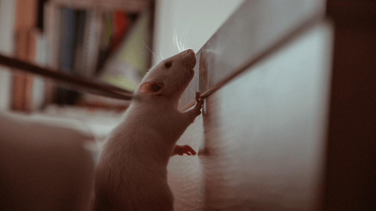 Anticimex Råttsanering Råtrproblem
