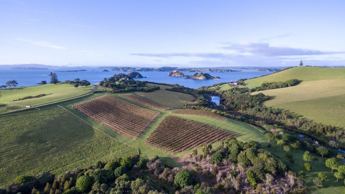 Vinodlingar i Northland, Nya Zeeland. Så långt behöver man inte resa för att lära sig mer om vin - börja gärna på hemmaplan menar vår vinexpert. (Foto: New Zealand Winegrowers)