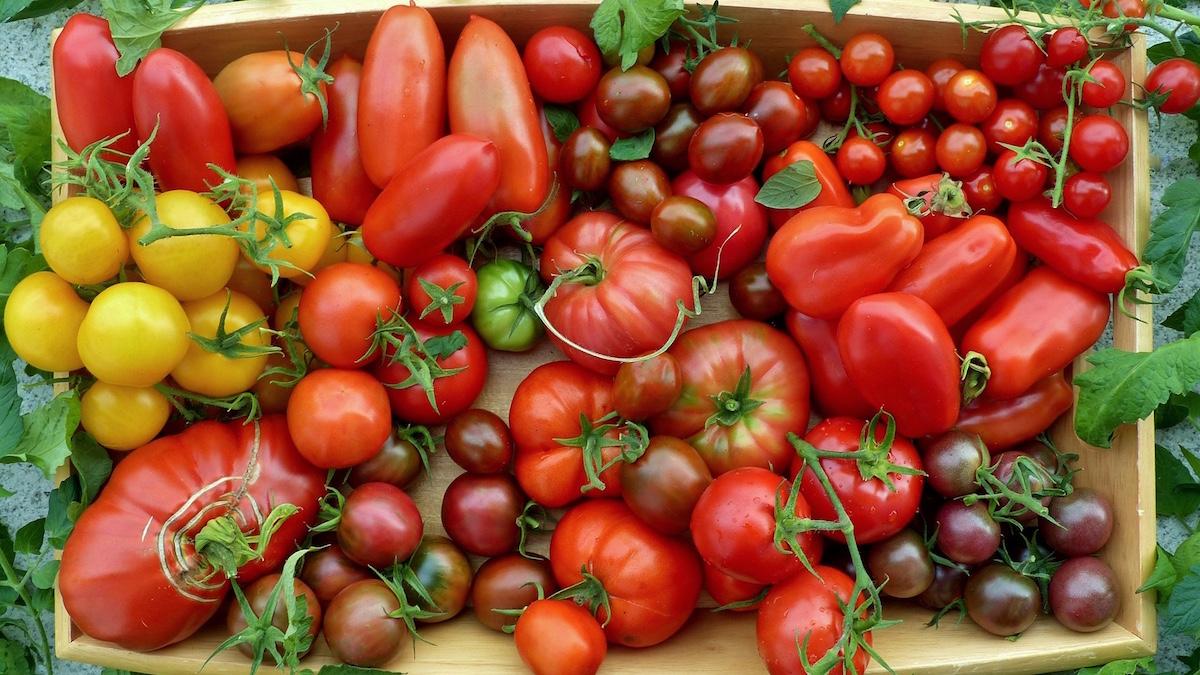 Tomater Balkong Skörda
